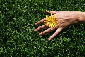 herbe