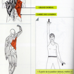 Etirements des muscles latéraux du tronc
