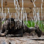 TaySon-MudDay-00445